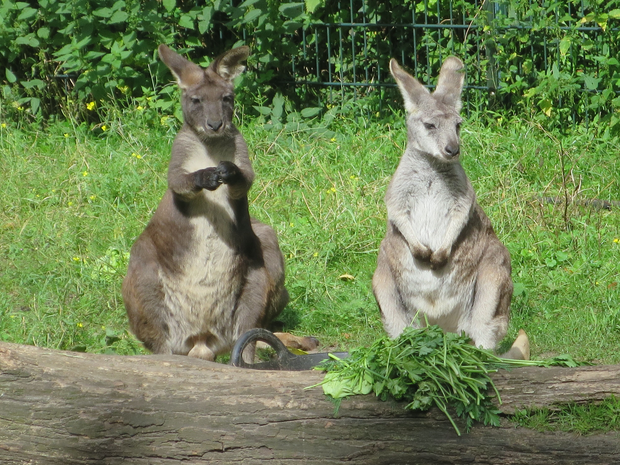 Tierpark Zoo  20